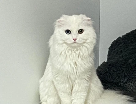 British Longhair Dişi kedimize eş arıyoruz - 118975040