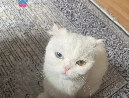 Scottish Fold 1 Yaşında Kedim Eş Arıyor - 118975081