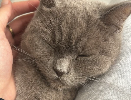 British Shorthair 1 Yaşında Eş Arıyor - 118975082