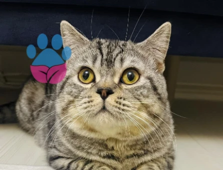 11 Aylık British Shorthair Erkek Kızgınlıkta - 118975098