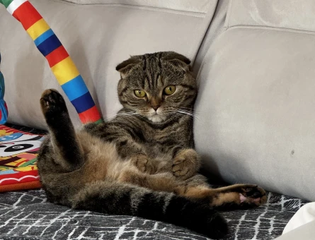 Scottish Fold 1 Yaşında Kızıma Damat Arıyorum - 118975128