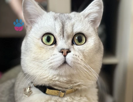 2 Yaşında british shorthair kedime eş arıyorum - 118975137