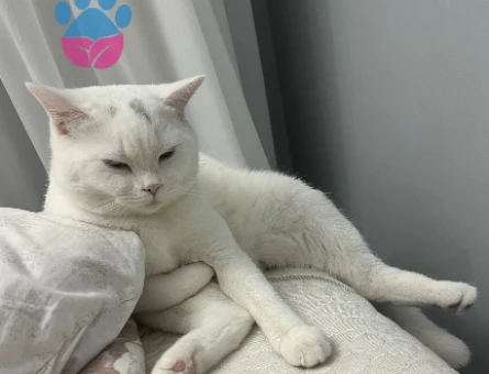 British Shorthair Prensime Prenses Arıyorum - 118975159
