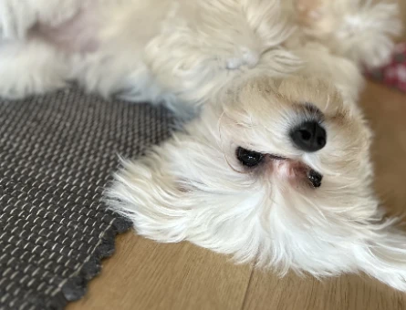 Maltese Terrier Dişi Kızgınlıkta - 118975172