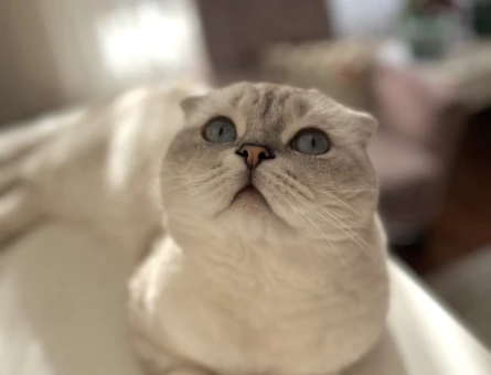 Scottish fold 2 yaşında Eş Arıyor - 118975175