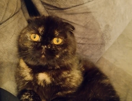 Scottish Fold 1 Yaşında Eş Arıyor - 118975207