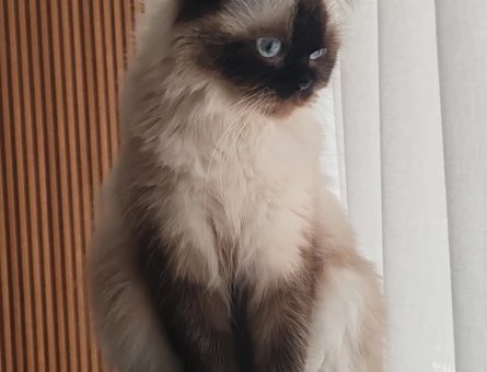British Longhair Dişi Kedim Eş Arıyor - 118975209