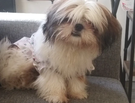 Shih Tzu 2 Yaşında Eş Arıyor - 118975212