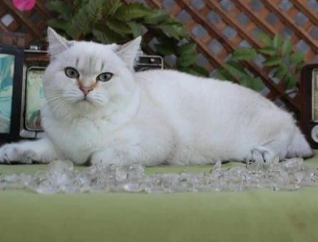 British Shorthair 1 Yaşında Eş Arıyor - 118975241