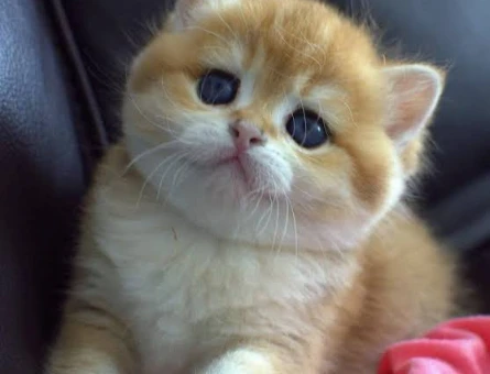 British shorthair saf kan bebekler - 118975262