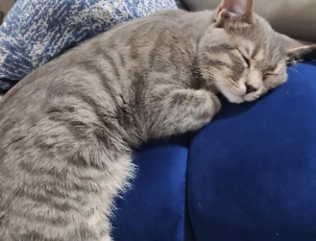 Tekir kedi annesi british kırması - 118975346