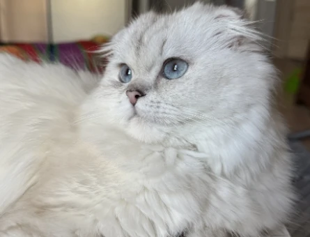 Scottish Fold Silver Point Dişi - 118975355