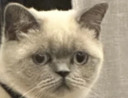 British Shorthair - 118975372
