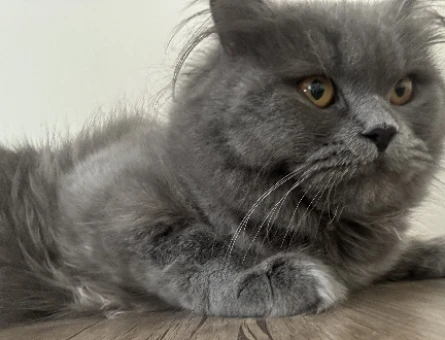 British longhair - 118975406