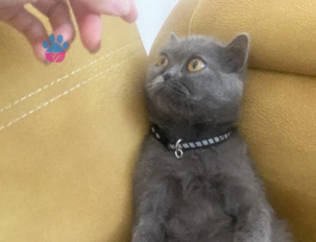 British shorthair - 118975476