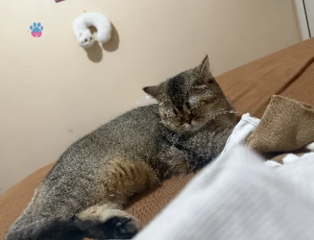 Kedi çiftleştirme - 118975510