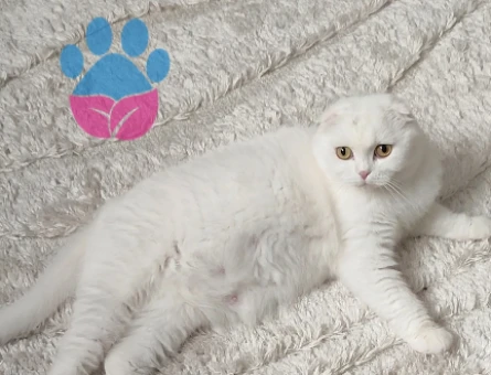 Scottish fold - 118975521
