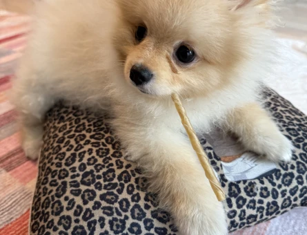 Erkek köpeğime dişi eş arıyorum 1 yaşında - 118975522