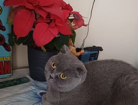 British Shorthair - 118975574
