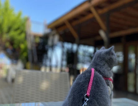 British Shorthair - 118975603