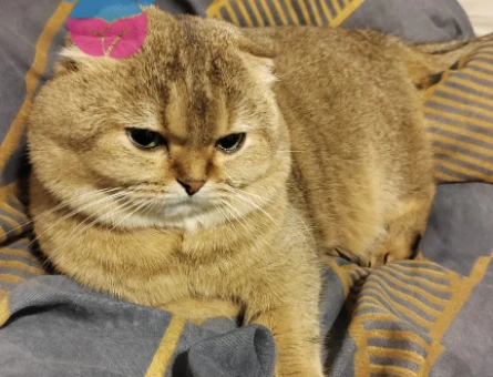 Golden Scottish Fold 6 Yaşında Eş Arıyor - 118975684