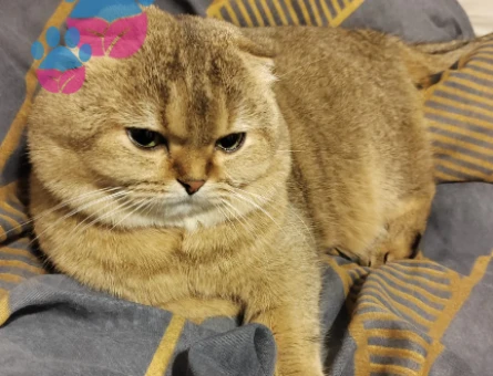 Golden Scottish Fold 6 Yaşında Eş Arıyor