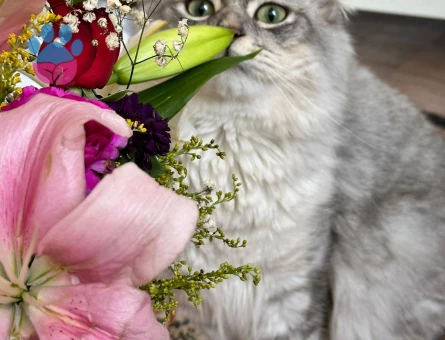 British Shorthair Kedime Eş Arıyoruz