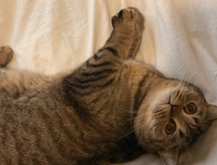 Erkek Kedi Arıyorum - 118975860