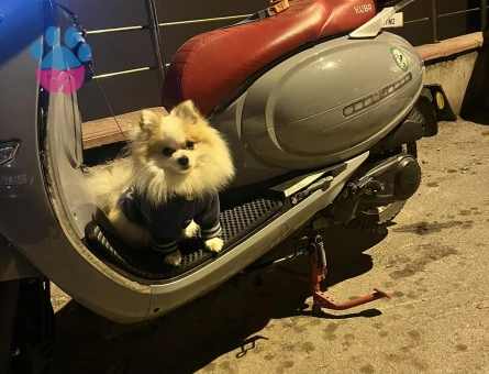 Pablo oğlumuza eş arıyoruz