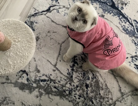 Scottish Fold kızıma gaziosmanpaşa veya cevresinden erkek kedi arıyoruz - 118975992