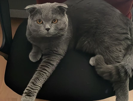 Scottish fold 1.5 yaşında eş arıyorum - 118975996