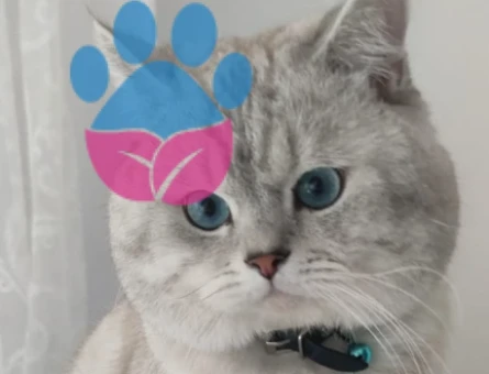 2 yaşında British Shorthair cinsi erkek kadim eş arıyor - 118976006
