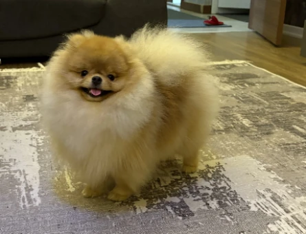 Boo - 118976050