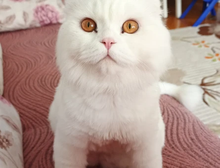 Herküle eş arıyoruz - 118976060