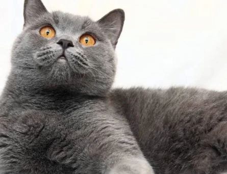 British Shorthair Dişi 1,5 Yaş - 118976092