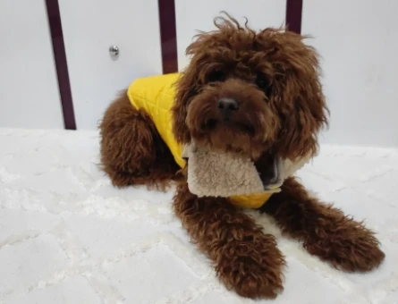 Toypoodle oğluma eş - 118976102