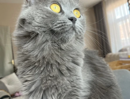 British Longhair 2 Yaşında Eş Arıyor - 118976115