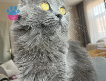 British Longhair 2 Yaşında Eş Arıyor - 118976115
