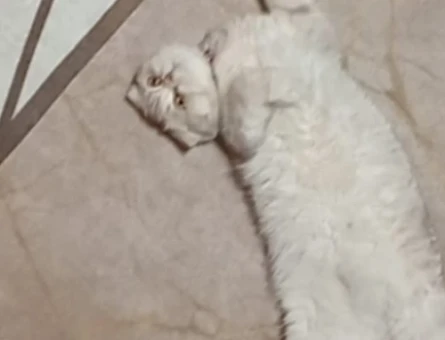 Scottish Fold Golden EŞ ARANIYOR lütfen sadece bayanlar arasin - 118976181