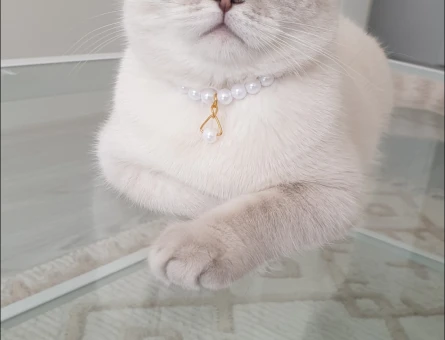 Erkek kedi ariyoruz - 118976205