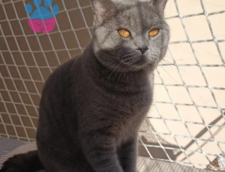 kedi eş ilanı - 118976224