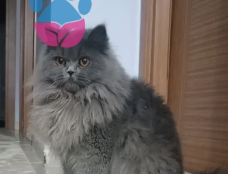 British Longhair Cinsi Kedime Erkek Eş Arıyorum - 118976227