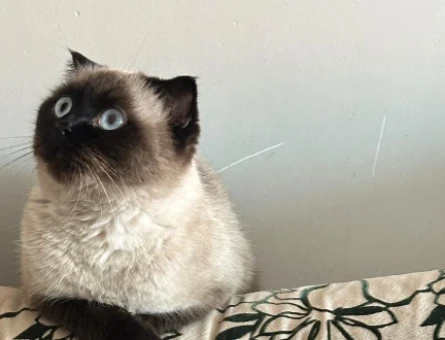 Scottish Fold Kızım Kızgınlıkta Eş Arıyoruz - 118976277