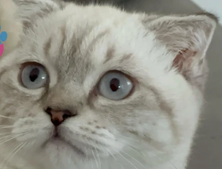 Scottish Fold - 118976300
