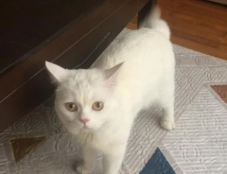 British shorthair kedim için eş arıyorum - 118976403