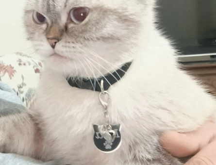 British Shorthair 1 Yaşında Eş Arıyor - 118976426