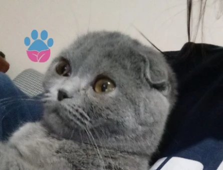Scottish Fold kedime eş - 118976451