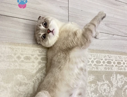 Scottish fold blue point - 118976457
