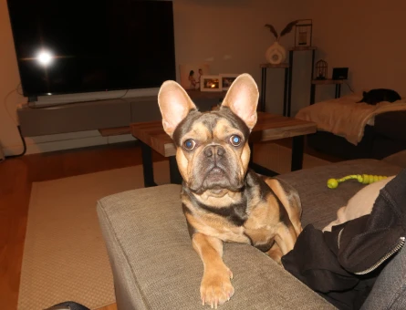 French bulldog rolex - 118976530