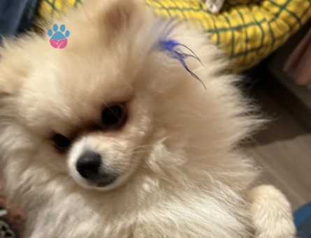 3 kilo Pomeranian Boo oğlumuza ilk eş - 118976544